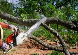 Best Tree Disease Treatment  in Farm Loop, AK